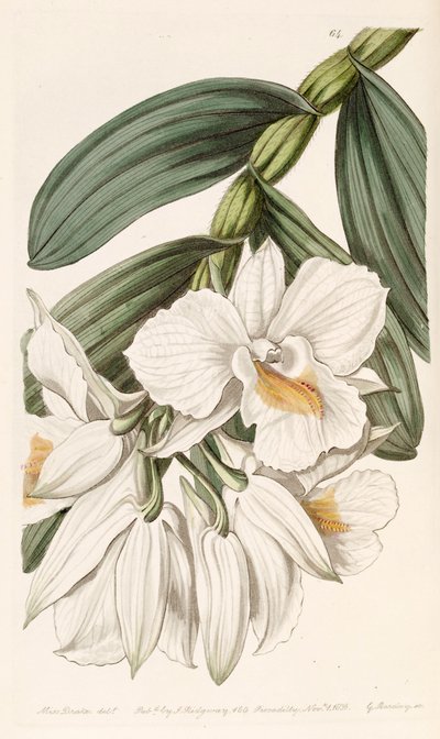 Dendrobium formosum da Miss Drake